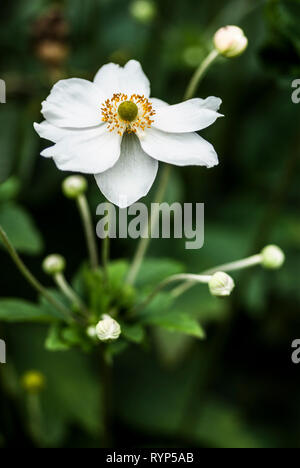 Singola testa di fiori di Anemone x hybrida "Honorine Jobert' tra le gemme e verde, la profondità di campo ridotta Foto Stock