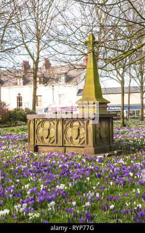 Crocus in St Chads sagrato a Poulton le Fylde Lancashire England Regno Unito un sacco di viola e bianco fiori gialli in fiore in primavera Foto Stock