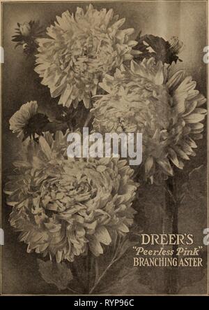 Dreer all'ingrosso listino prezzi Dreer all'ingrosso listino prezzi / Henry A. Dreer. . Dreerswholesalep1912dree anno: gennaio-marzo 1912 edizione invernale DREERS Prezzi all'ingrosso di semi di piante e bulbi per Foto Stock