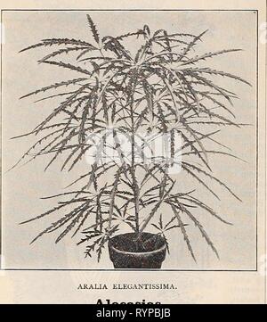 Dreer intermedia-catalogo estivo (1902) Dreer intermedia-catalogo estivo . dreersmidsummerc1902henr Anno: 1902 Dipartimento di piante. Selezionare Elenco di SEASONABLE decorativi e piante fiorite. Alocasias. Bellissimi temi per il conservatorio di caldo, con appariscenti e fogliame ornamentale ; inestimabile come mostra di piante. Macrohiza variegata. Un coltivatore di forte, con grandi e luminose foglie verdi, i margini leggermente ondulata, spotted e con marmo bianco. $L.(X) ciascuna. Zebrina. Ricco, foglie di colore verde scuro, portati su stout footstalks di un verde pallido, chiazzato e striato con bande a zig-zag di colore verde scuro. $l.oo ciascuno. illustris. Foto Stock