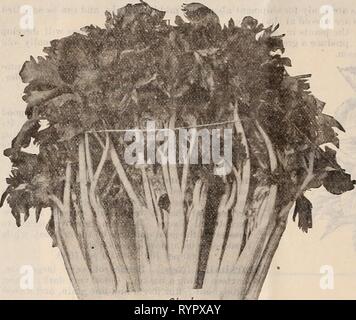 Dreer trimestrale del listino all'ingrosso Dreer trimestrale del listino all'ingrosso di semi, piante, lampadine, &c. : Estate edizione Luglio 1895 Agosto . dreersquarterlyw1895henr 2 Anno: 1895 DREER ALL'INGROSSO LISTINO PREZZI. Piante di sedano. Stock Dreers Oolden Self scottare il sedano * cresciuto hy Goodman Bros fhila. . Foto Stock