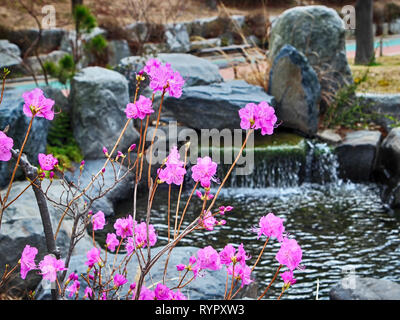 Azalea che fiorisce in primavera, Haeundae, Busan, Corea del Sud, Asia Foto Stock