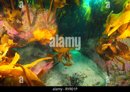 Grondaie sotto il baldacchino della foresta di kelp coperto con disco rosa alghe coralline e vivacemente colorato invertebrati. Foto Stock