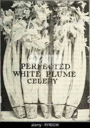 Dreer dell elenco di mezza estate 1927 (1927) del Dreer elenco di mezza estate 1927 . dreersmidsummerl1927henr Anno: 1927 facile scottare. Una nuova varietà di sedano con notevole facilità di-sbiancando caratteristiche e utile sia per l'uso precoce e per mantenere durante i mesi invernali. Le piante di eseguire una rapida, una crescita sana e gli stocchi sono spesse, molto tenera e friabile e con un sapore ricco. mi • Giant Pascal. Levetta molto grandi, spessa, solido, nitido e corposo e un sapore di nocciola. Esso blanches molto facilmente e rapidamente e ha una superiore qualità di conservazione. Regina d'inverno. Uno dei migliori dell'inverno mantenendo Celeries. Mentre il Foto Stock