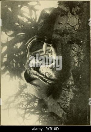 Gli abitanti del mare e gli abitanti della terra e mare . dwellersofseasho00crow Anno: 1935 alcuni amici in armatura 99 Foto Stock