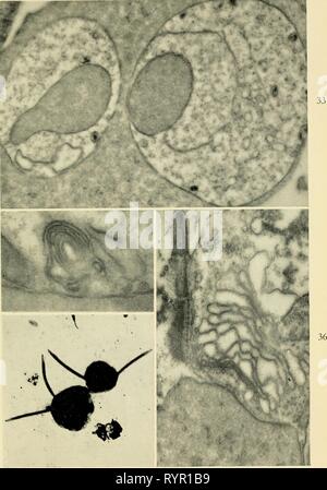 Elettron-struttura microscopica di protozoi (1963) di elettroni struttura microscopica di protozoi . electronmicrosco00pite Anno: 1963 piastra 34 X 35 Foto Stock