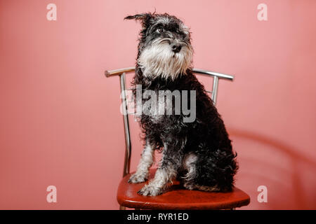 Bella divertente miniatura schnauzer nero su sfondo rosa Foto Stock