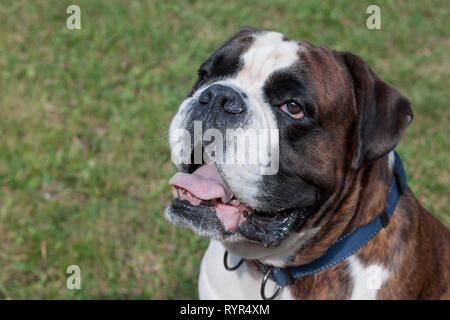 Brindle boxer cucciolo con marcature bianche vicino. Gli animali da compagnia. Cane di razza. Foto Stock