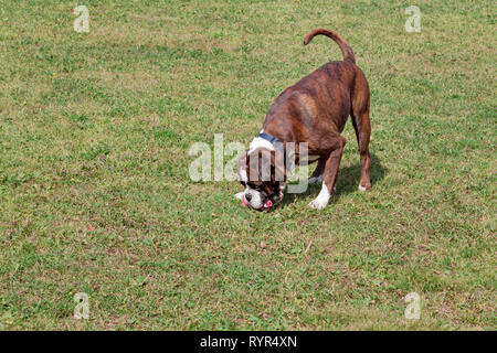 Brindle boxer cucciolo con marcature bianche sta giocando con il suo giocattolo. Gli animali da compagnia. Cane di razza. Foto Stock