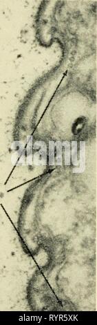 Elettron-struttura microscopica di protozoi (1963) di elettroni struttura microscopica di protozoi . electronmicrosco00pite Anno: 1963 49.• '. B f^j |i Foto Stock