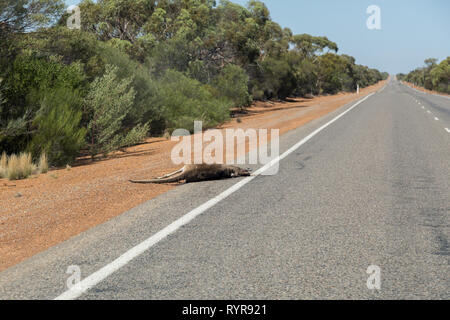 Kangaroo road kill su una strada rettilinea in Australia Occidentale Foto Stock