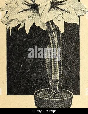 Dreer della guida di piantagione autunno 1944 Dreer della guida di piantagione autunno 1944 . dreersplantinggu1944henr Anno: 1944 lampadine per Winter-Flowering nella casa Paper-White narciso, Cinese Gigli sacra e Soleil d'o può facilmente essere cresciuto da qualunque giardiniere di casa in una camera fredda. Giant Amaryllis inoltre non sono difficili. Per gli altri una tempera- tura compresa di 40° F. per la formazione di radici, 50° F. per sviluppo di foglie e di steli e 60° F. per il periodo della fioritura sono qufte importante. In addi- zione a quelli li ted qui tali hardy tipi come Anemone, Calochortus, olandese Iris e Iris reticulata miy essere cresciuto in un ambiente fresco hou Foto Stock