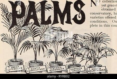 Dreer intermedia-catalogo estivo (1902) Dreer intermedia-catalogo estivo . dreersmidsummerc1902henr Anno: 1902 12 HENRY UN, DREER, 714 CHESTNUT ST., Philadelphia. Areca Lutescens. Uno dei più graziosi e bellissime palme in coltivazione ; il fogliame è di un brillante lucida-verde, con ricchi di colore giallo-dorato e steli. 3 pollici pentole 4 a S lascia 12 a 15 pollici ad alta nessuna raccolta di piante è completo senza le palme. La loro bold, ancora maestosa chioma gracetul presta una grandezza e magnificenza che non può essere ottenuto mediante qualsiasi altra classe di piante e nessuna decorazione, se in Conservatorio, hall o seduto Foto Stock