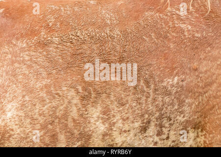 Wild Horse Fur Texture prese da una distanza con una lente lungo Foto Stock