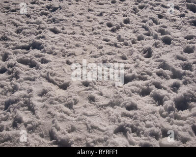 Numerose Orme nella neve fresca in una giornata di sole in febbraio Foto Stock