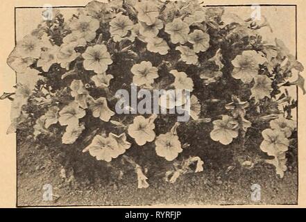 Dreer del catalogo all'ingrosso per fioristi Dreer del catalogo all'ingrosso per fiorai e giardinieri di mercato : 1942 inverno primavera estate . dreerswholesalec1942henr Anno: 1942 Dreer il famoso ceppi di •&LT; Petunia rosa in miniatura Gem. Un grazioso Petunia nana con piante da 6 a 6 pollici di altezza. Eccellente per letti e frontiere. Coperto con 2 pollici fiori di un bel rosa tenue tonalità. Tr. pkt. 40c. oz. §3.00. Rosa e Bianco perla (nuovo). Splendide piante in miniatura di circa 6 centimetri di altezza coperta con attraente rosa fiori starred con il bianco. Pkt di commercio. 50c; Y* oz. $1.25; oz. $4.00. Rosa gemma. Fioriture di un de Foto Stock