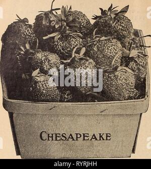 Dreer la metà estate elenco 1919 (1919) del Dreer metà estate elenco 1919 . dreersmidsummerl1919henr Anno: 1919 a 26 HENRY A. DREER a Philadelphia, piante di fragola ^ CHESAPEAKE (fine, perfetto) un più affidabile berry, che sta dando soddisfazione perfetta in tutte le parti del paese", sia nel giardino di casa così come con il market coltivatori, molti di questi ultimi tising per la loro coltivazione principale. Non si tratta di una varietà che imposta una immensa quantità di frutta, ma ogni fiore rende una bacca, ogni acino essendo ben sviluppato e rigorosamente di fantasia, di buon colore senza punte di verde e di qualità più elevata. Una bacca t Foto Stock
