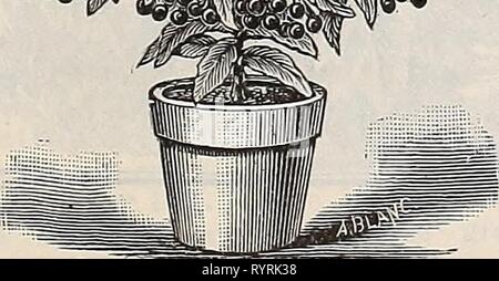 Dreer trimestrale del listino all'ingrosso Dreer trimestrale del commercio all'ingrosso listino prezzi : semi vegetali lampadine fertilizzanti strumenti sundries &c . dreersquarterlyw1897henr Anno: 1897 mi- ' # Ardisia Crispa, Foto Stock