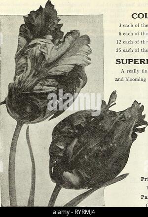 Dreer intermedia-catalogo estivo 1930 (1930) del Dreer mid-catalogo estivo 1930 . dreersmidsummerc1930henr Anno: 1930 Doppio tulipani Rosa Murillo Parrot o Dragon tulipani collezioni di tulipani doppia 3 ciascuno dei dieci varietà, 30 lampadine $2 45 postpagato 6 ciascuno dei dieci varietà, lampadine 60 4 75 ' 12 ciascuna delle 10 varietà, 120 lampadine 9 00 ' 25 ciascuna delle 10 varietà, 250 lampadine â 16 50 superba doppio misto primi tulipani davvero una miscela fine avente una buona gamma di colori, crescente alla stessa altezza e fioritura insieme. 75 cts. per doz.; $5.00 per 100; $40.00 per 1000. PARROT O DRAGON TULIPANI molto Foto Stock