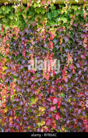 Scolorito foglie di vino selvatico (Vitis vinifera subsp. sylvestris) su un muro di casa in autunno, Germania Foto Stock