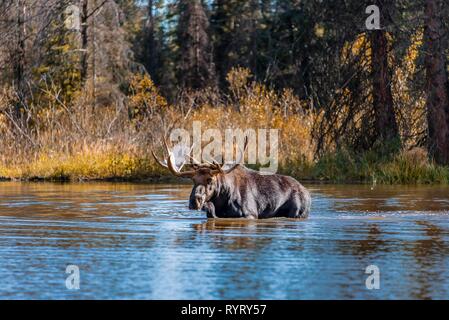Elk (Alces alces), maschio elk viene eseguito in un lago, il Parco Nazionale del Grand Teton, Wyoming USA Foto Stock