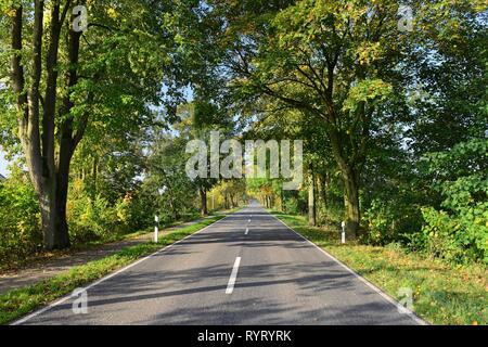 Strada di campagna in terra Kehdinger, vicino a Freiburg an der Elbe, Bassa Sassonia, Germania Foto Stock