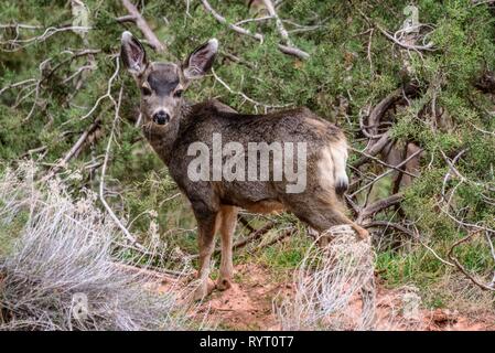 Mule Deer (Odocoileus hemionus) nel sottobosco, la visualizzazione della telecamera, il Bright Angel Trail, South Rim, il Parco Nazionale del Grand Canyon Foto Stock