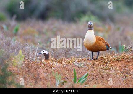 South African shelducks (Tadorna cana), adulti, femmina con maschio permanente, sul nido, nella prateria aperta Foto Stock