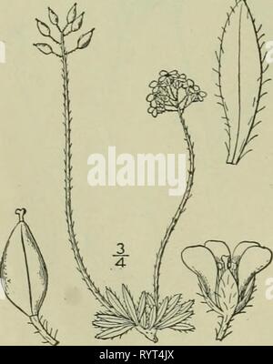 Un illustrata della flora di una flora illustrata del nord degli Stati Uniti, il Canada e la British possedimenti : da Terranova al parallelo tra il confine meridionale della Virginia e dall'Oceano Atlantico verso ovest per il 102º meridiano . ed2illustratedflo02brit Anno: 1913 13. Draba alpina L. Whitlow alpino-erba. Fig. 2009. Draba alpina L. Sp. PI. 642. 1753. Perenne da un caudex ramificato, densamente, tufted vedute pubescent, i'-6' alta. Lascia tutti i basale, intero o poche dentato, oblunga, o oblungo-lanceolate, angoli ottusi oppure acuti all'apice, per lo più ristretto alla base, ciliato, o villosi- Foto Stock
