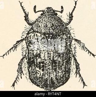 Entomologia elementare ([c1912]) elementare entomologia . elementaryentomo00sabbia Anno: [c1912] FIG. 217. Il rinoceronte beetle (Dinastes tityrus}. (Dimensione naturale) (dopo Kellogg) scomodi nella camminata. Il coleottero più grande di questo paese è la RHI- noceros beetle (Dynastcs tityrns}, che è di due pollici e mezzo lungo, verdastro-grigio con macchie nere e prende il nome dal gran corno sulla testa, che incontra un avvisatore acustico mediano estendentesi dalla prothorax. Essa si verifica nel sud e ovest e in Indie ad ovest vi è una specie simili sei pollici di lunghezza. Le loro larve vivono nelle radici di alberi di decadimento Foto Stock