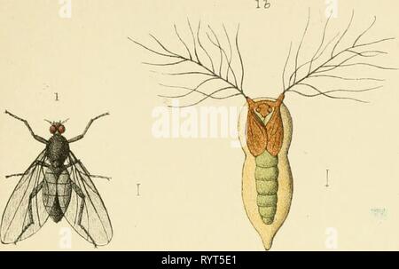 Un manuale elementare di nuovo un manuale elementare di Nuova Zelanda entomologia; essendo un introduzione allo studio dei nostri Insetti autoctoni . elementarymanual00HUD Anno: 1892 Piastra VI. Foto Stock