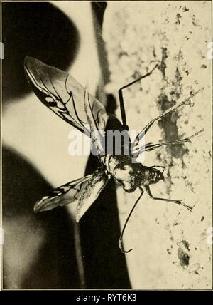 Gli abitanti del mare e gli abitanti della terra e mare . dwellersofseasho00crow Anno: 1935 158 abitatori del mare e terra H â J &lt; âºJ a a Foto Stock