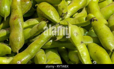 Un sacco di verde Vicia faba o fave. Vicia faba noto anche come fava fava faba bean Fagiolo di campo di campana inglese di fagiolo fagiolo fagiolo cavallo vento Foto Stock