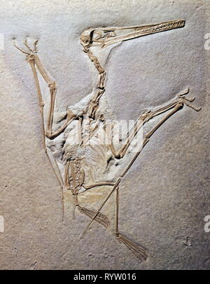 Preistoria, fossilizzazione, fossili, zoologia, Pterodactylus Rochi (Pteranodonte), Giurassico superiore, Eichstaett, Additional-Rights-Clearance-Info-Not-Available Foto Stock