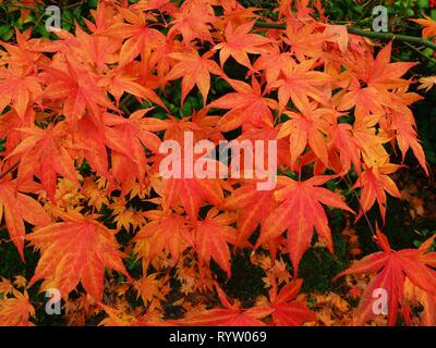 Beautiful golden orange acero giapponese foglie su un albero in autunno Foto Stock