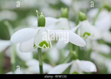 Galanthus 'S. Arnott'. Fiore profumato di Galanthus nivalis 'Sam Arnott' snowdrop in febbraio, UK giardino. Foto Stock