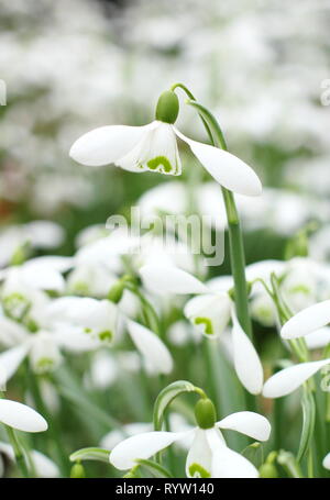 Galanthus 'S. Arnott'. Fiore profumato di Galanthus nivalis 'Sam Arnott' snowdrop in febbraio, UK giardino. Foto Stock