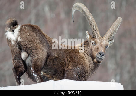 Un magnifico incontro nelle Alpi, montagna stambecco (Capra ibex) Foto Stock