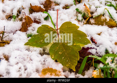 Giallo arancione caduto foglie opale su bianco prima neve Foto Stock
