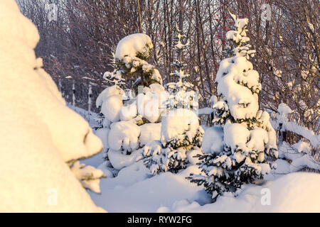 Alberi sotto la neve e un sacco di neve, neve si rompe gli alberi Foto Stock