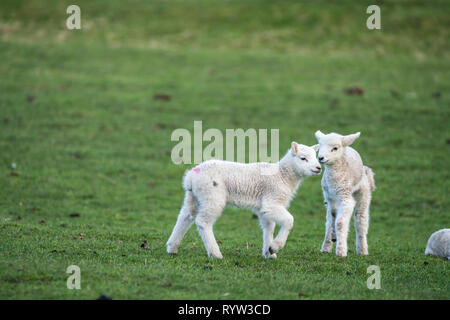 Due agnelli giovani in piedi in un campo in primavera Foto Stock