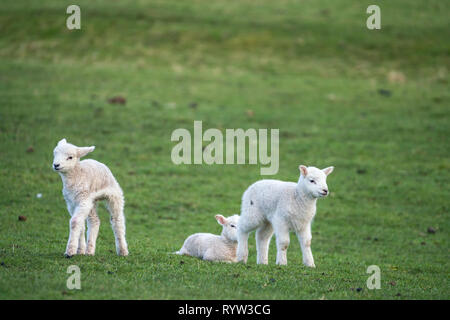 Tre i giovani agnelli in piedi in un campo in primavera Foto Stock