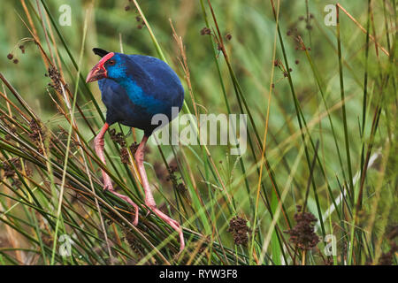 Purple Swamphen (Porphyrio porphyrio). Granada, Spagna Foto Stock