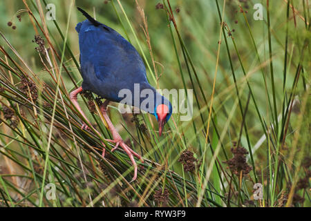 Purple Swamphen (Porphyrio porphyrio). Granada, Spagna Foto Stock