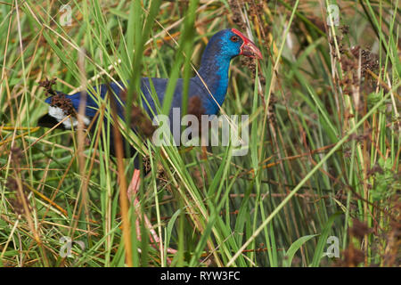 Purple Swamphen (Porphyrio porphyrio). Granada, Spagna Foto Stock