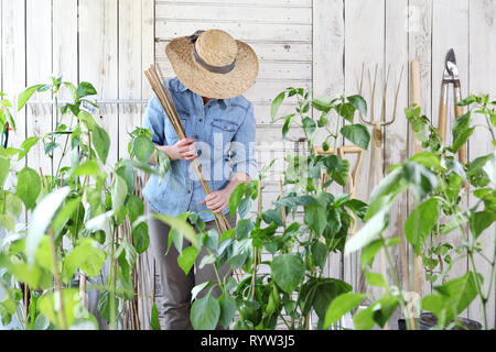 Il lavoro della donna in orto con canne di bambù nel mezzo di piante verdi, prendersi cura per la crescita delle piante, sano cibo biologico produrre concept Foto Stock