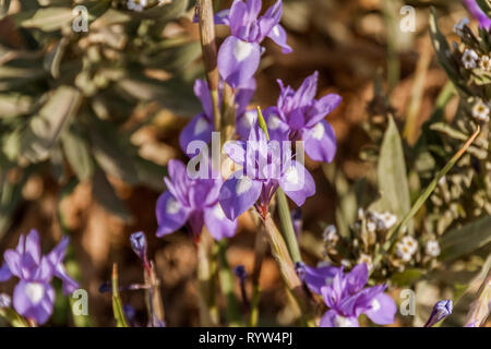 Blooming Moraea sisyrinchium (syn. Gynandriris sisyrinchium), il dado di Barberia, una nana iris, nel deserto vicino a Riyadh, Arabia Saudita Foto Stock