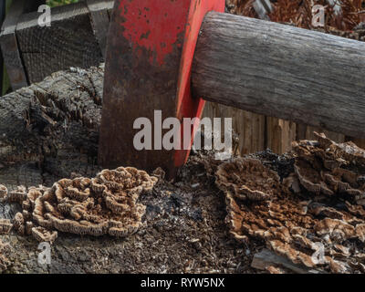 Ax nel tronco di albero Foto Stock