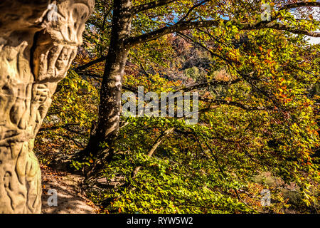 Vista paesaggio delle colorate vegetazione nella zona di Friburgo in Svizzera, girato in autunno 2019 Foto Stock