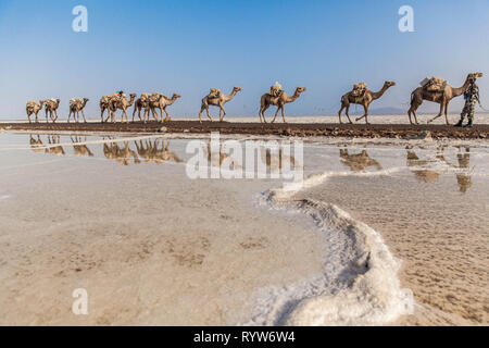 Dromedario caravan che trasportano il sale (halite) lastre sopra il lago di assale, Danakil depressione, regione di Afar, Etiopia Foto Stock